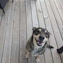 Thumbnail photo of Periwinkle (Peri) #2