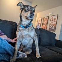 Thumbnail photo of Periwinkle (Peri) #4