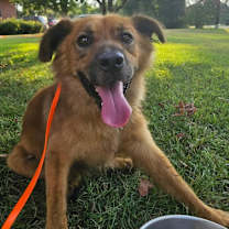 Thumbnail photo of Ozzy #2