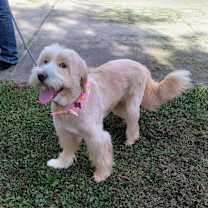 Thumbnail photo of Sadie Mae ~ Adoption Pending #4