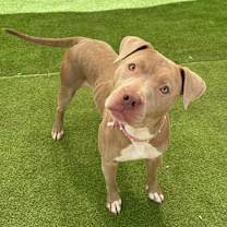 Thumbnail photo of Reece - PAWS #1