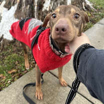 Thumbnail photo of Mila #3