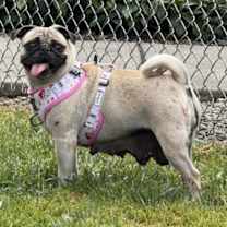 Thumbnail photo of Buttercup #3