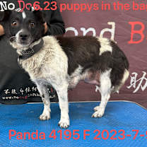 Thumbnail photo of Panda 4195 #2