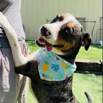 Thumbnail photo of Bugster #1