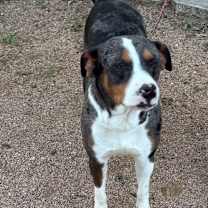 Thumbnail photo of Bugster #4