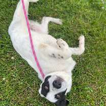 Thumbnail photo of Oliver #1