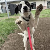 Thumbnail photo of Oliver #2