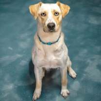 Thumbnail photo of Lucy #3