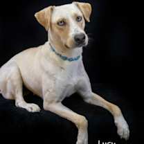 Thumbnail photo of Lucy #4