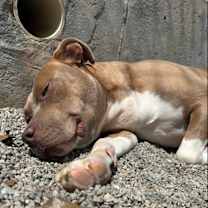 Thumbnail photo of Jazz #1