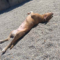 Thumbnail photo of Jazz #2