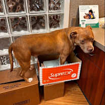 Thumbnail photo of Jazz #4