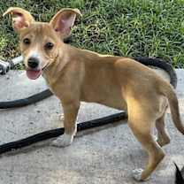 adopt-pet
