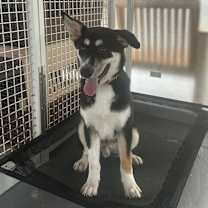 adopt-pet