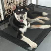 Thumbnail photo of Monggoon #4