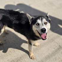 Thumbnail photo of Rocky #1