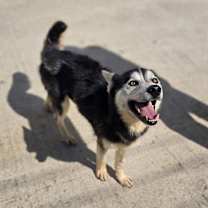 Thumbnail photo of Rocky #2