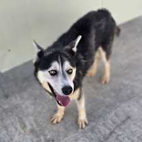 Thumbnail photo of Rocky #3