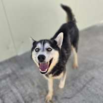 Thumbnail photo of Rocky #4