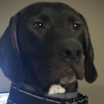 Thumbnail photo of Bear #1