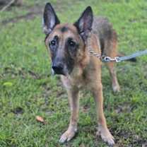 Thumbnail photo of Teddy #1