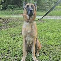 Thumbnail photo of Teddy #2