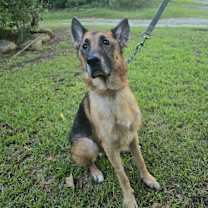 Thumbnail photo of Teddy #3