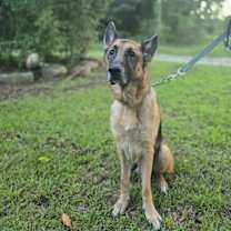 Thumbnail photo of Teddy #4