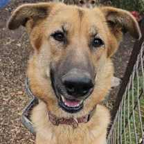 Thumbnail photo of Stella #3