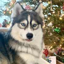 Thumbnail photo of Zaela #1