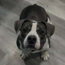 Thumbnail photo of Feta #1