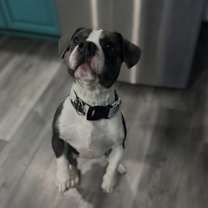 Thumbnail photo of Feta #2