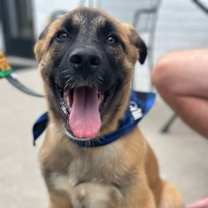 Thumbnail photo of Auggie #1