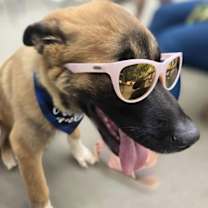 Thumbnail photo of Auggie #2