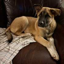 Thumbnail photo of Auggie #3