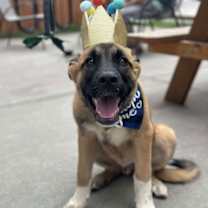 Thumbnail photo of Auggie #4