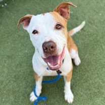 adopt-pet
