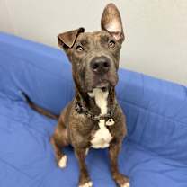 Thumbnail photo of Spritz #4