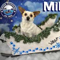 Thumbnail photo of Millie #1