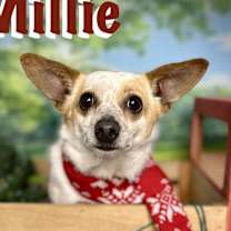 Thumbnail photo of Millie #2