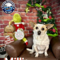 Thumbnail photo of Millie #3