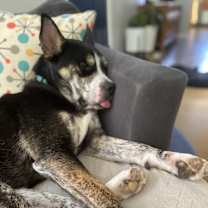 adopt-pet