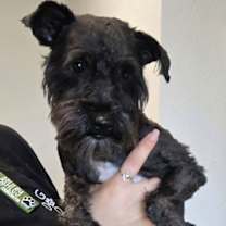 Thumbnail photo of Winston #2