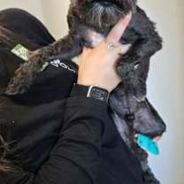 Thumbnail photo of Winston #3