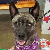 Thumbnail photo of Socks #2