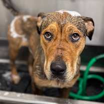 Thumbnail photo of Chibi #4