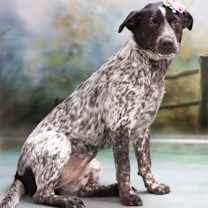 adopt-pet