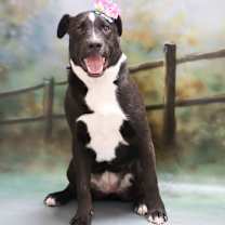 adopt-pet
