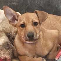 Thumbnail photo of Mikki  #4